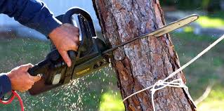 Best Tree Maintenance Programs  in Yorba Linda, CA