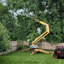 Trusted Yorba Linda, CA Tree Care Experts