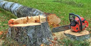 How Our Tree Care Process Works  in  Yorba Linda, CA