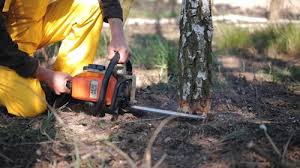 Best Tree Preservation Services  in Yorba Linda, CA