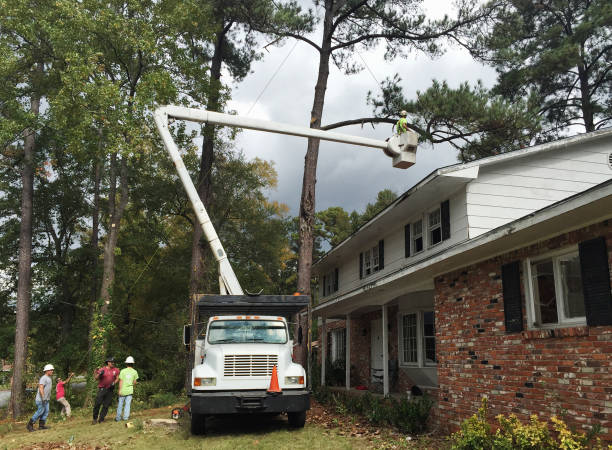 Best Emergency Tree Removal  in Yorba Linda, CA