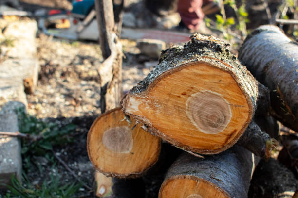 Best Hazardous Tree Removal  in Yorba Linda, CA