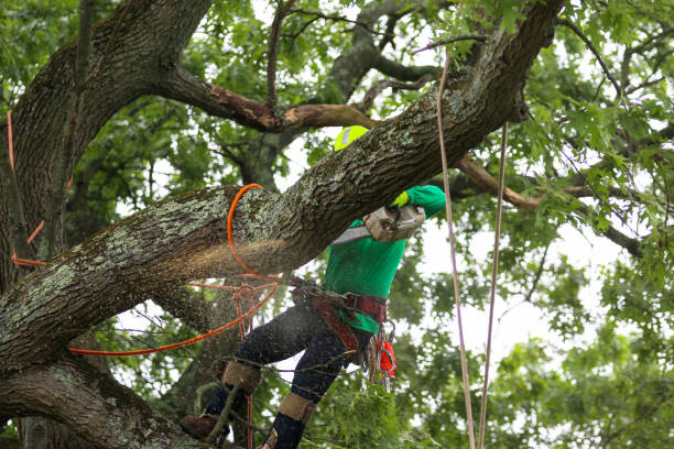  Yorba Linda, CA Tree Care Pros