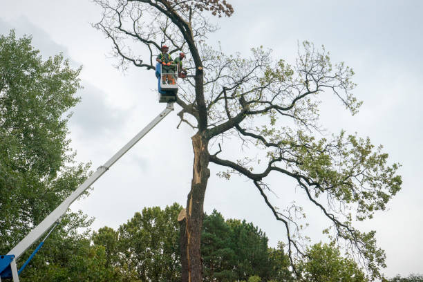 Best Tree Risk Assessment  in Yorba Linda, CA