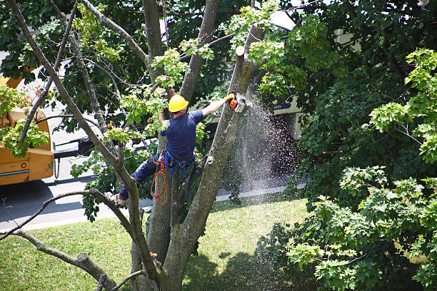 Best Tree Mulching  in Yorba Linda, CA