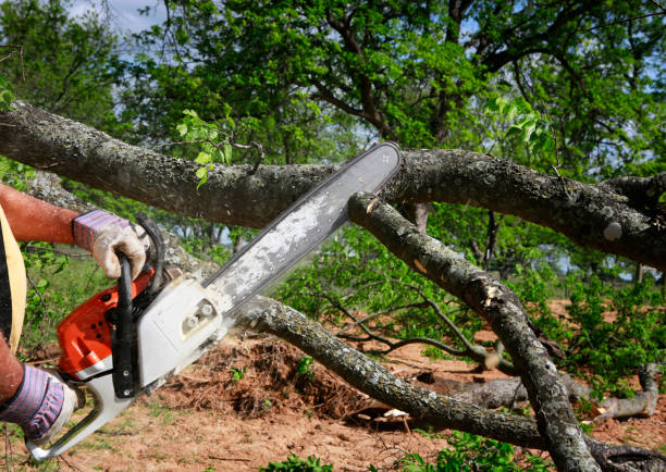 Best Seasonal Cleanup (Spring/Fall)  in Yorba Linda, CA