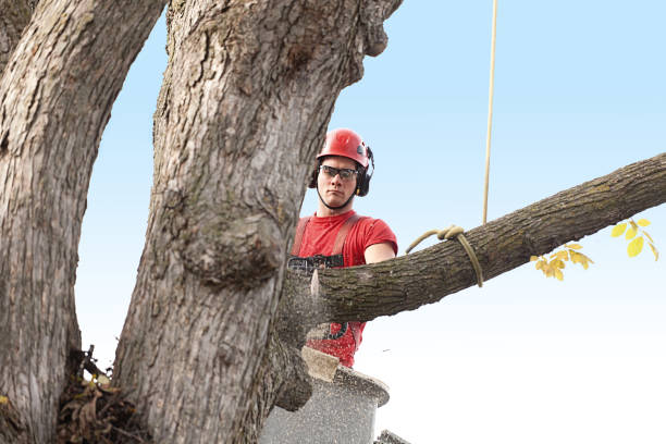 Best Tree Health Inspection  in Yorba Linda, CA
